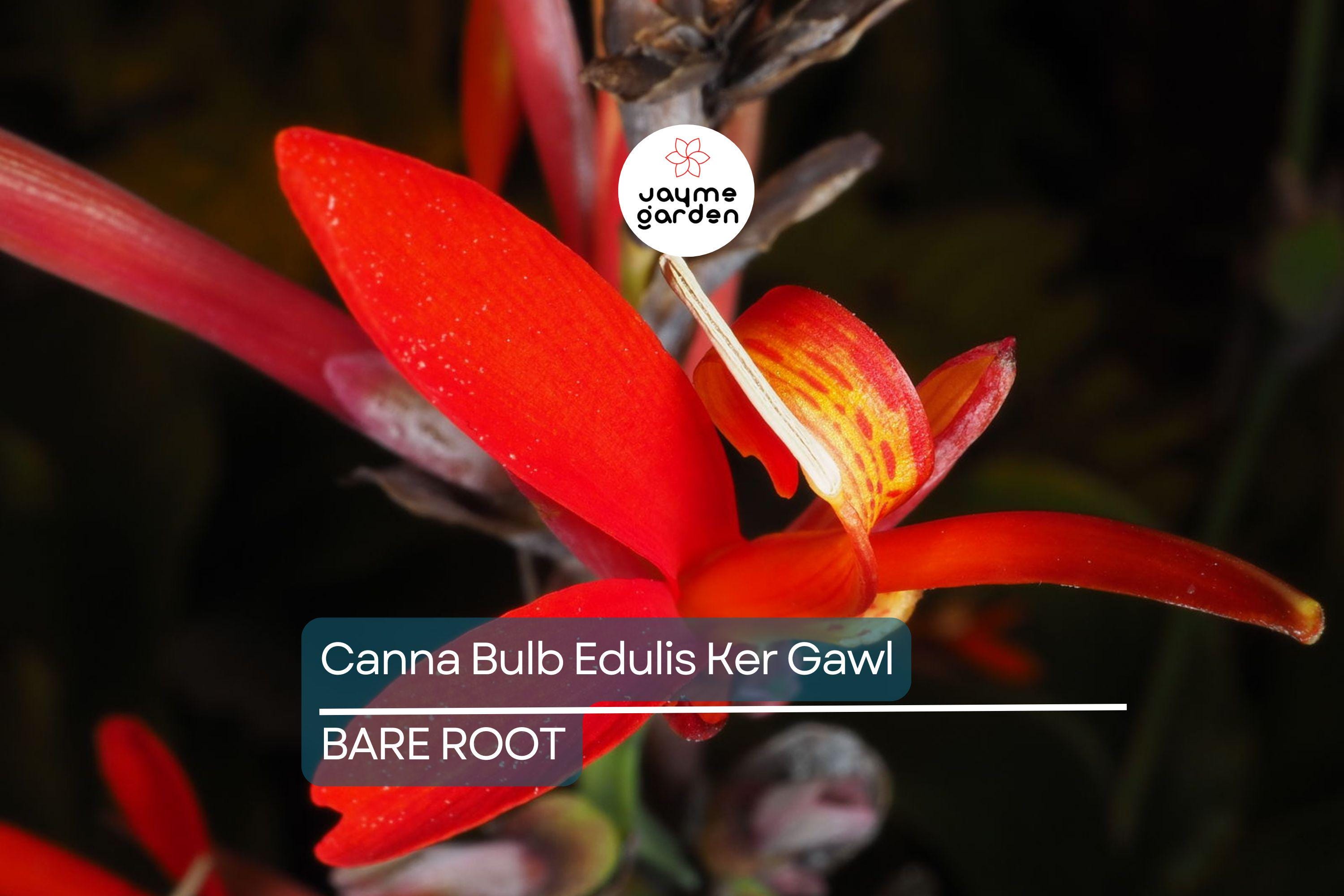 1 Canna Bulb Edulis Ker Gawl - Bare Root Live Plant - Ready to Plant, Tropical Ornamental Plant