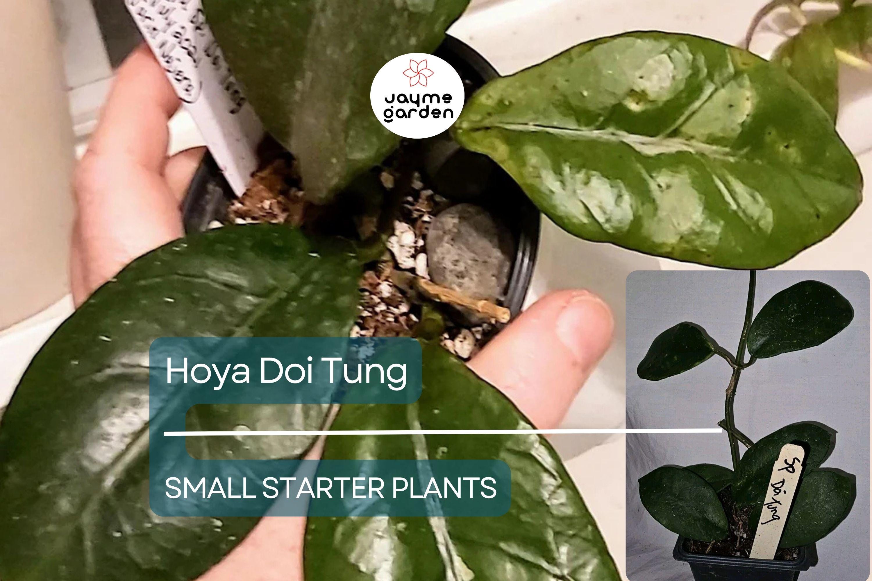 Hoya Doi Tung Starter Plant - Well Rooted 7-10 Inches Tall, White Fragrant Flowers - Exotic Tropical Houseplant for Indoor & Outdoor Spaces