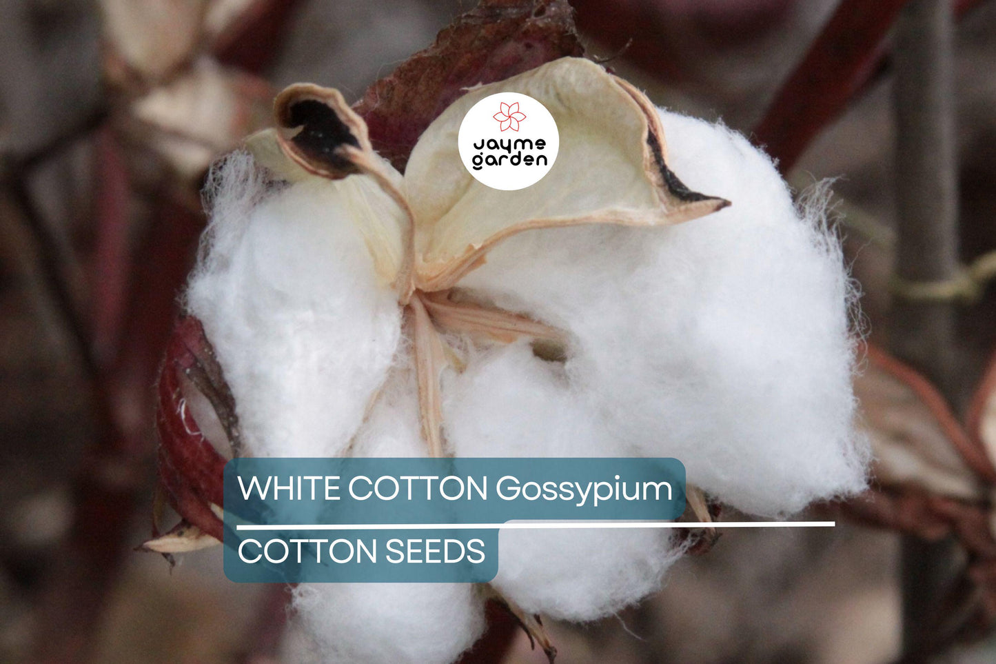 38 White Cotton Seeds - Gossypium - Non-GMO USA Seller, Best Price, Spring/Fall Bloom
