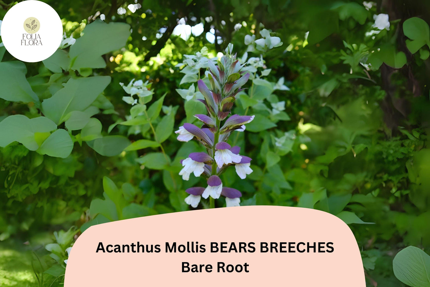 Acanthus mollis Bear’s Breeches | 1 Live 12” Plant Purple White Flower Perennial