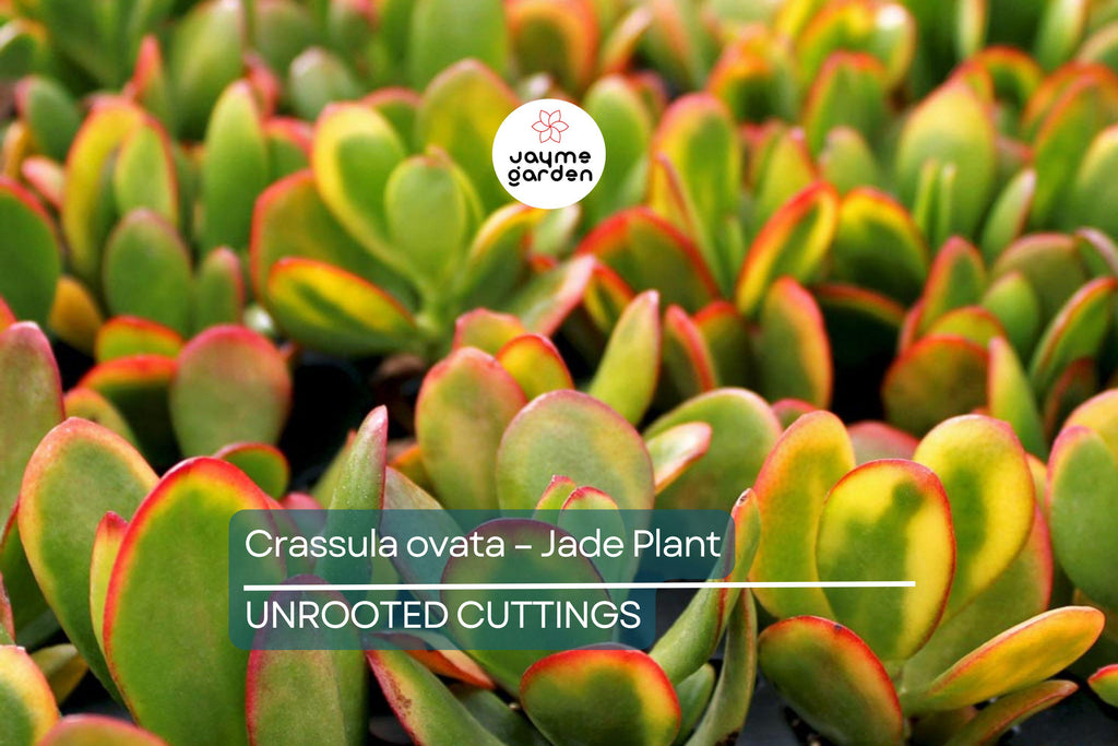 Crassula Ovata - Jade Plant | 2 Healthy Cuttings (3-5") | Easy-to-Grow Succulent for Indoor & Outdoor Decor
