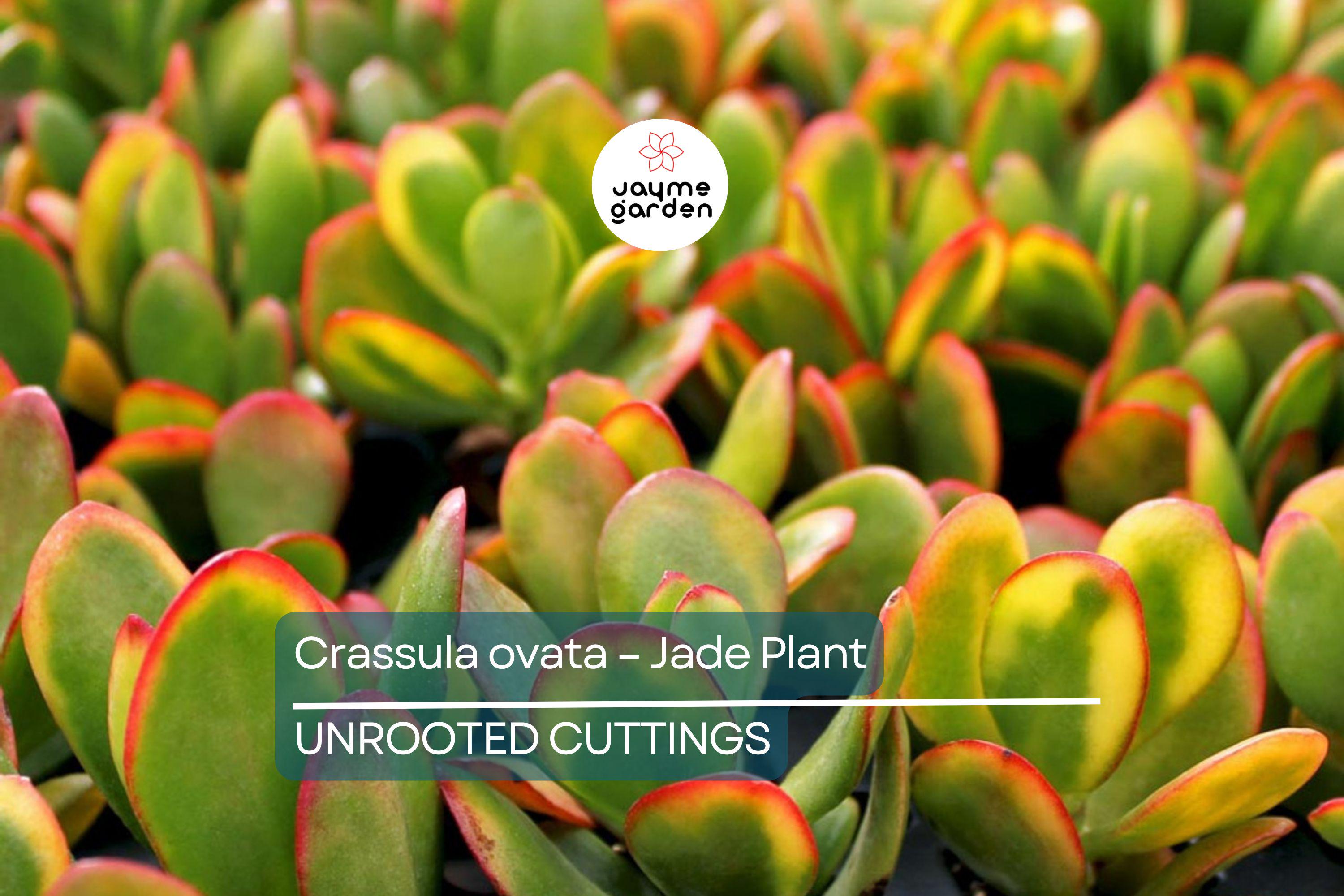 Crassula Ovata - Jade Plant | 2 Healthy Cuttings (3-5") | Easy-to-Grow Succulent for Indoor & Outdoor Decor