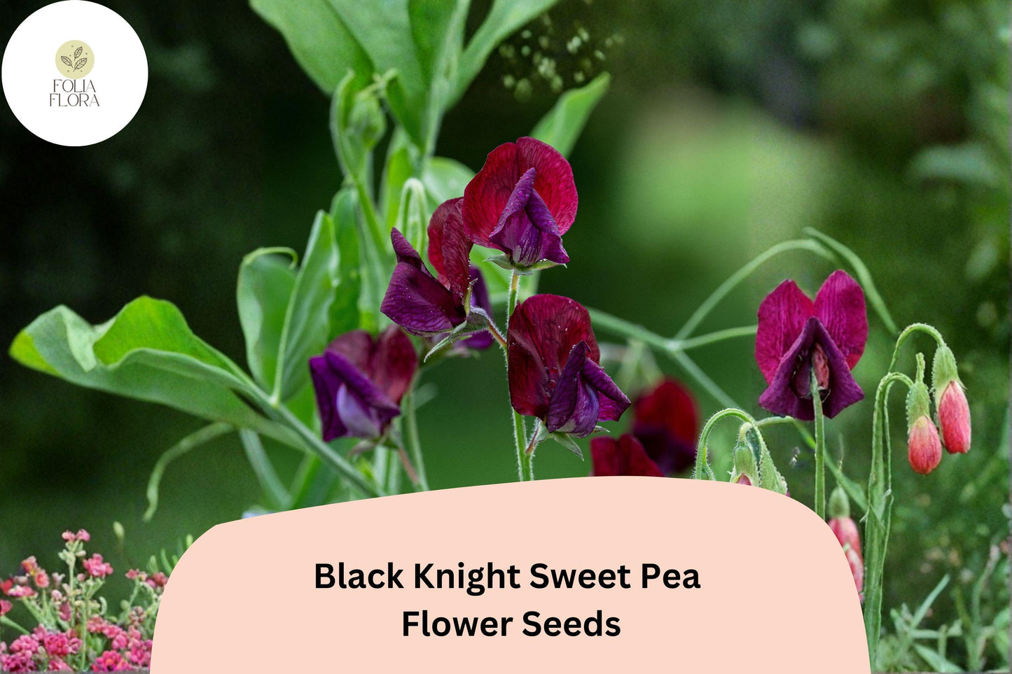 50+ Black Knight Sweet Pea Seeds | Dark Purple Climbing Annual Flower for Trellis, Garden