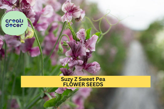 50+ Suzy Z Sweet Pea Seeds – Bright Pink Fragrant Blooms for Garden Planting, Climbing Vines for Trellises, Fences & Bouquets – USA