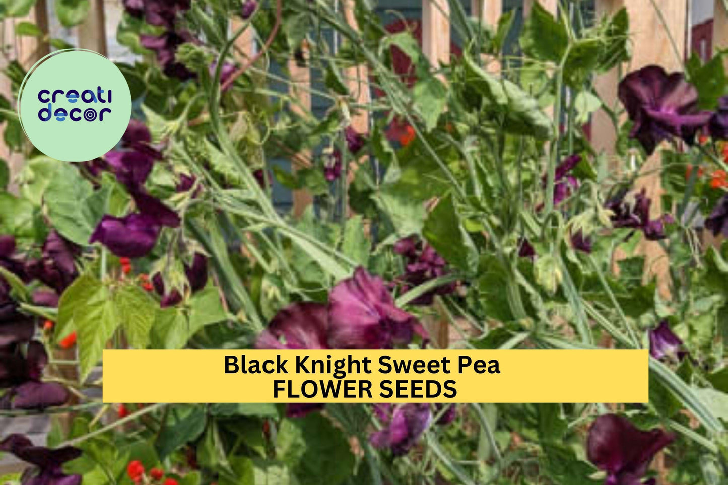 50+ Black Knight Sweet Pea Seeds – Deep Maroon Fragrant Blooms for Garden Planting, Climbing Vines for Trellises & Bouquets – USA