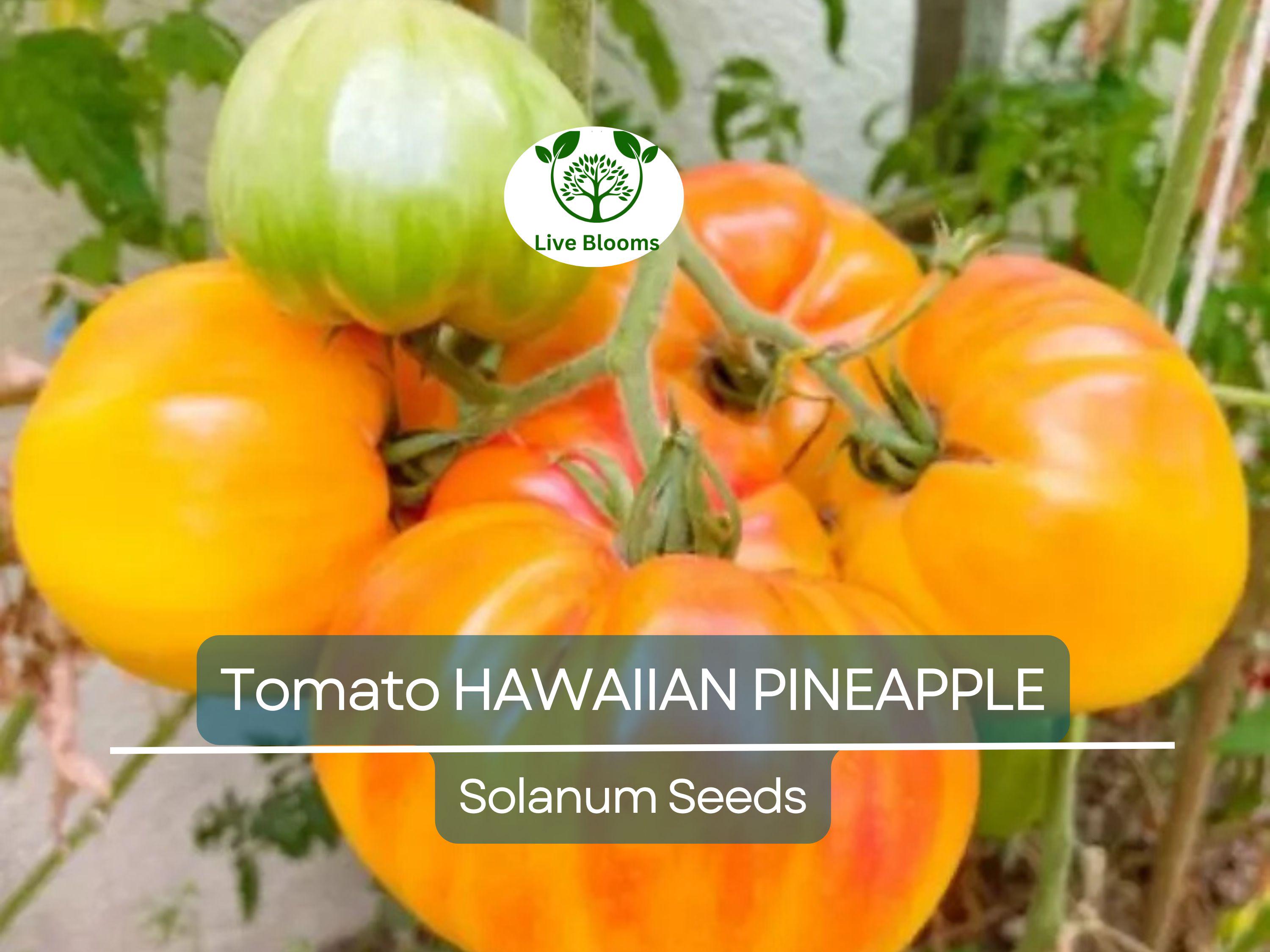 30 Hawaiian Pineapple Tomato Seeds – Heirloom Beefsteak | Lycopersicon esculentum | Indeterminate | Non-GMO Sweet Bicolor Fruit