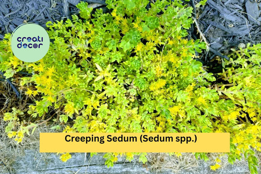 25 Creeping Sedum Plants – Perennial Groundcover Succulent Cuttings 1–3" for Rock Gardens, Borders, and Drought-Tolerant Landscapes