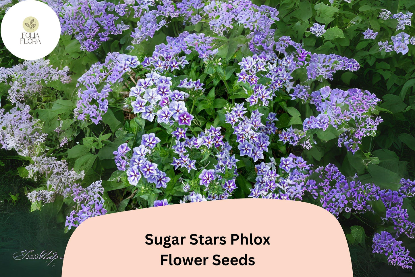 100+ Sugar Stars Phlox Seeds – Violet Blue Garden Flower Seeds for Planting, Phlox drummondii