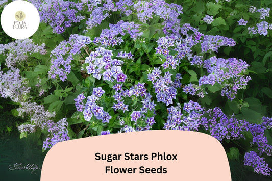 100+ Sugar Stars Phlox Seeds – Violet Blue Garden Flower Seeds for Planting, Phlox drummondii