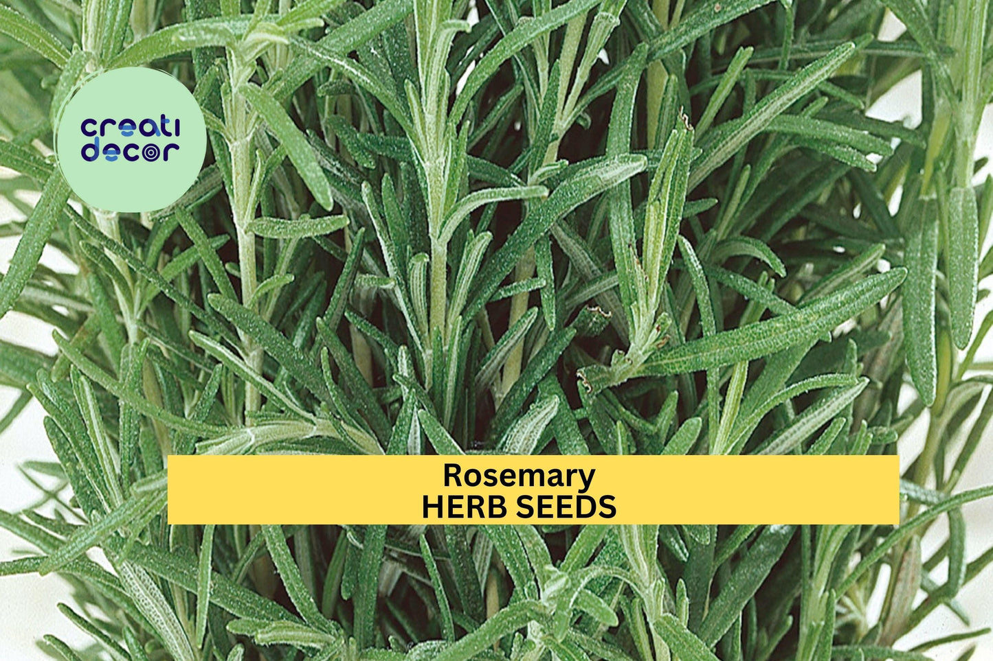 3pcs of 100mg Rosemary Herb Seeds – Fragrant Evergreen Herb – Perfect for Cooking, Container Gardening & Drought-Tolerant Seeds for Planting
