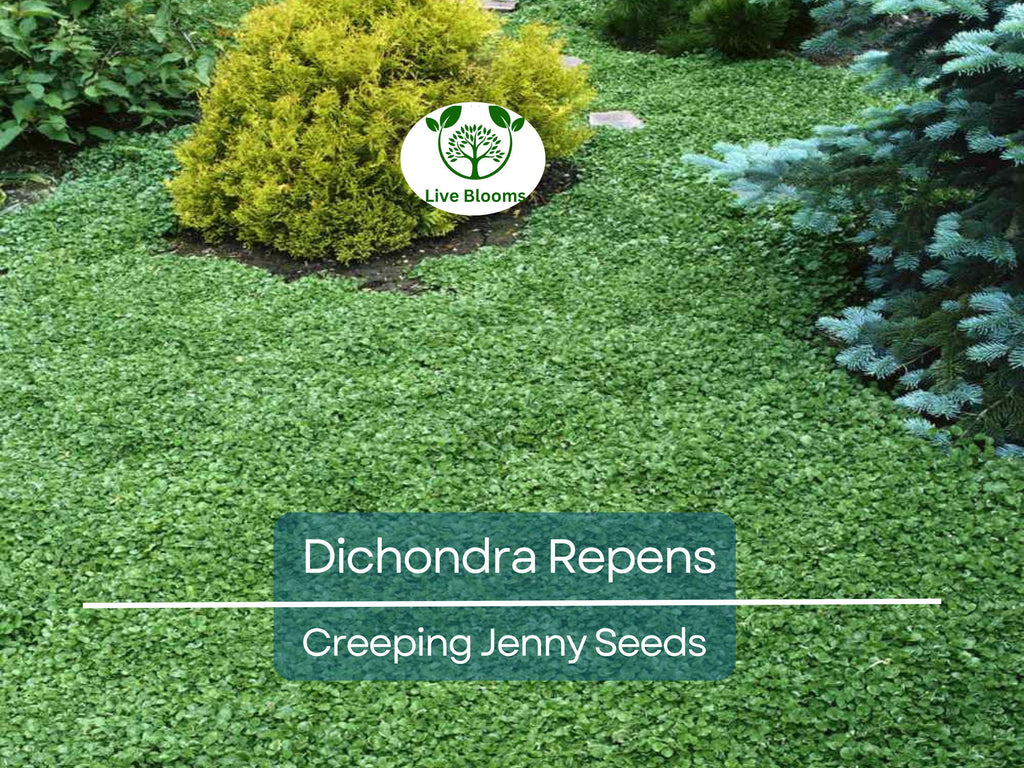 1000 Dichondra Repens Seeds (Creeping Jenny) | Perennial Ground Cover, Evergreen Lawn, Low Maintenance, Fast Growing, Garden Plant