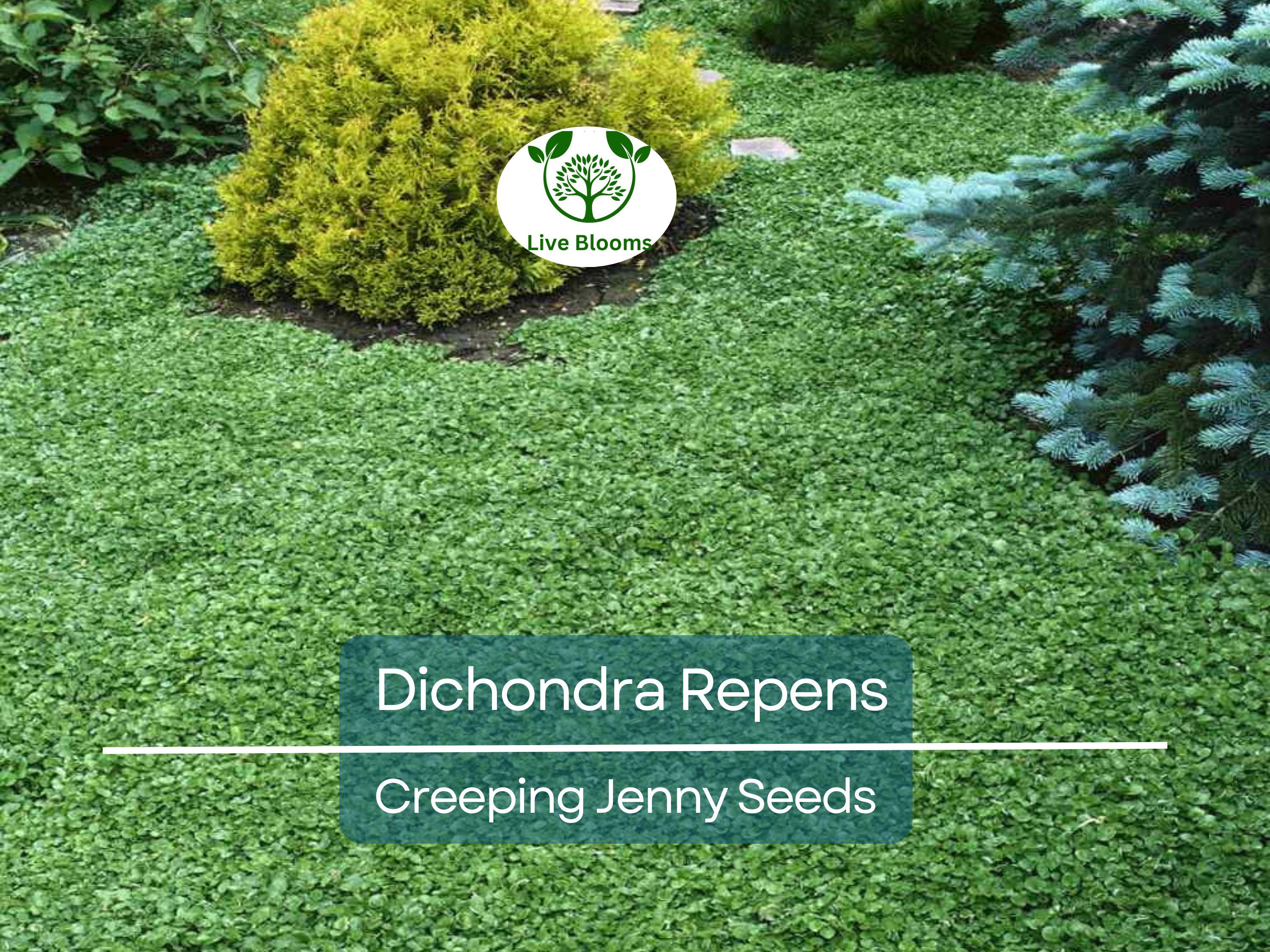 1000 Dichondra Repens Seeds (Creeping Jenny) | Perennial Ground Cover, Evergreen Lawn, Low Maintenance, Fast Growing, Garden Plant