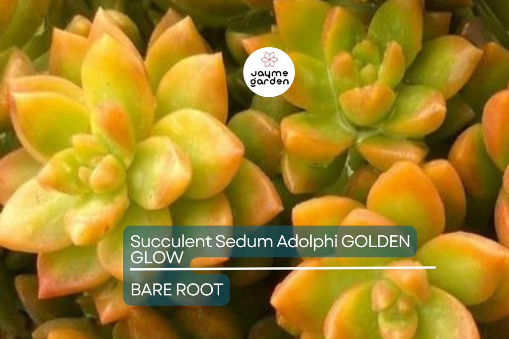 Sedum Adolphi Golden Glow - 3 Live Cuttings, Yellow-Green Rosettes, Orange-Red Highlights, Perfect for Succulent Gardens