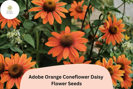 200+ Adobe Orange Coneflower Daisy Seeds | Rudbeckia hirta | Bright Orange Garden Flowers for Pollinators & Borders
