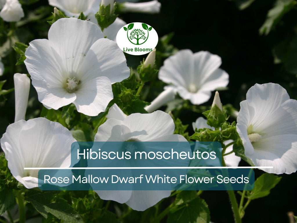 40 Seeds Rose Mallow Dwarf White (Hibiscus moscheutos) - Hardy Perennial, Compact Flowering Plant, Ideal for Gardens, Attracts Pollinators