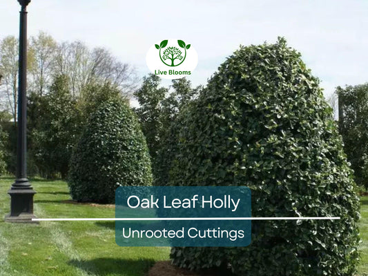 1 Oak Leaf Holly Unrooted Cutting | Ilex Latifolia | Evergreen Shrub for Gardening | Hardy Holly Cutting for Planting