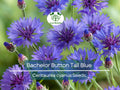 400 Cornflower Seeds, Bachelor Button Tall Blue, AAS Winner, Heirloom, Non-GMO, Vibrant Blue Flowers, Pollinators, Garden Blooms