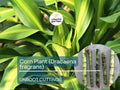 5 Unroot Cuttings Corn Plant - Dracaena Fragrans, Fresh House Plant Cuttings, No Root, Easy to Grow Indoor Plant for Home & Office