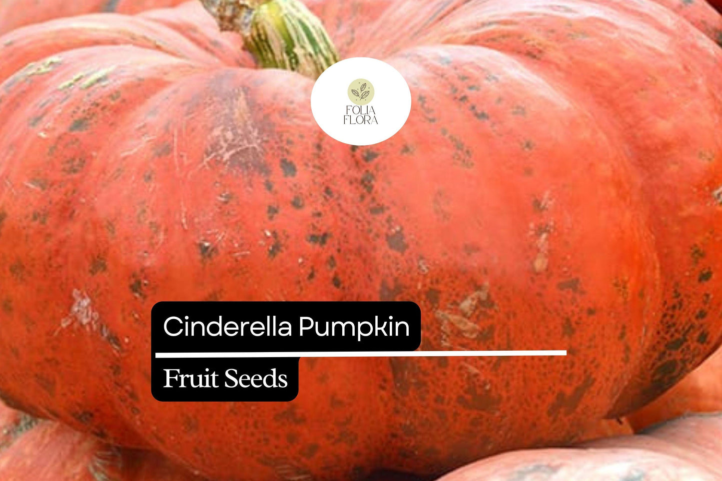 10 Seeds Cinderella Pumpkin (Cucurbita maxima) – Heirloom Rouge Vif d'Etampes Variety