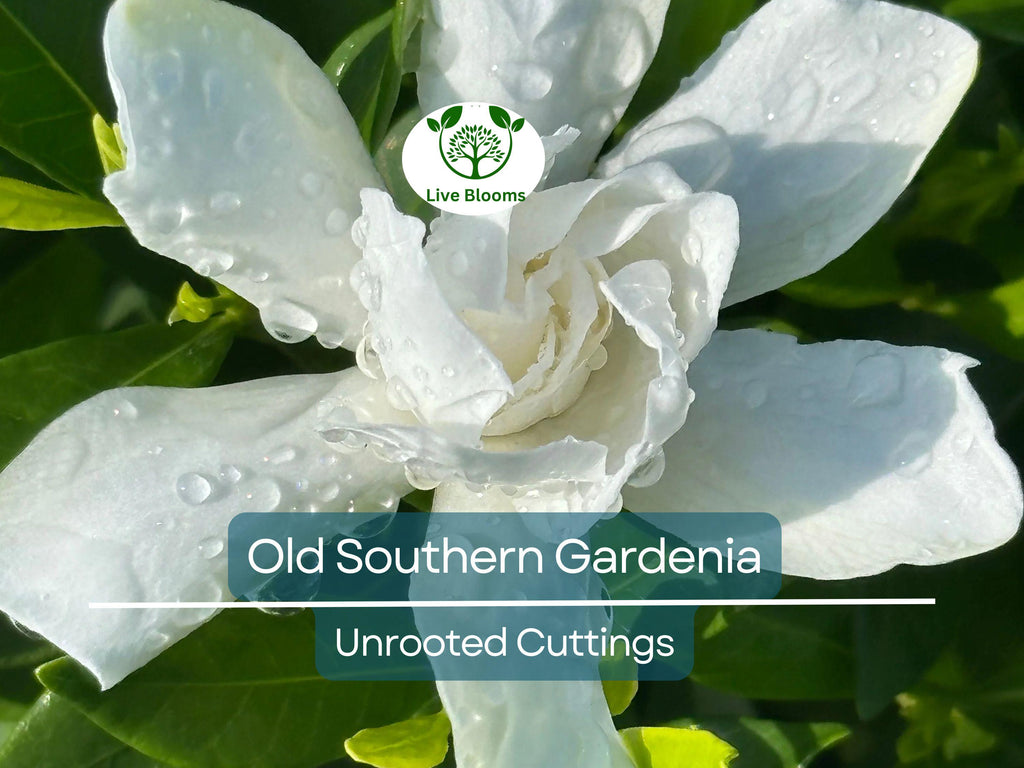 12 Unrooted Cuttings Old Southern Gardenia, 63-Year-Old Plant, Fragrant Flowers, Ideal for Propagation, Grow Your Own Gardenia Plant
