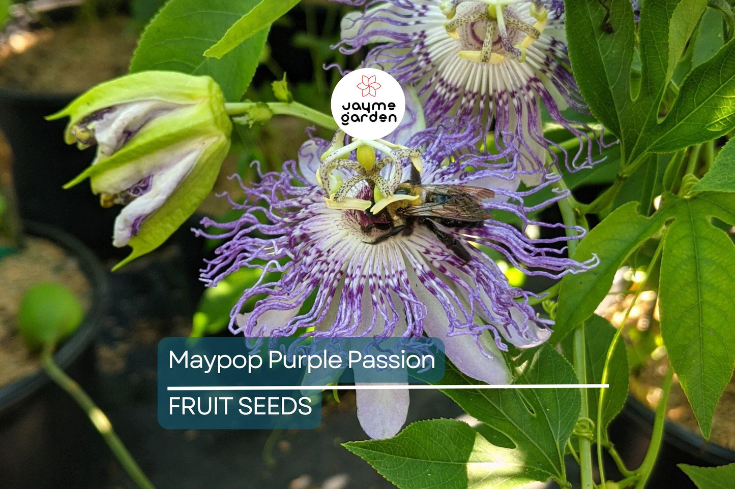 10 Maypop Purple Passion Seeds (Passiflora Incarnata) Edible Fruit, Cold Hardy