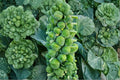 Brussels Sprouts – Catskill 250 Seeds | Cold-Hardy Heirloom | Compact Plants | Sweet Flavor After Frost