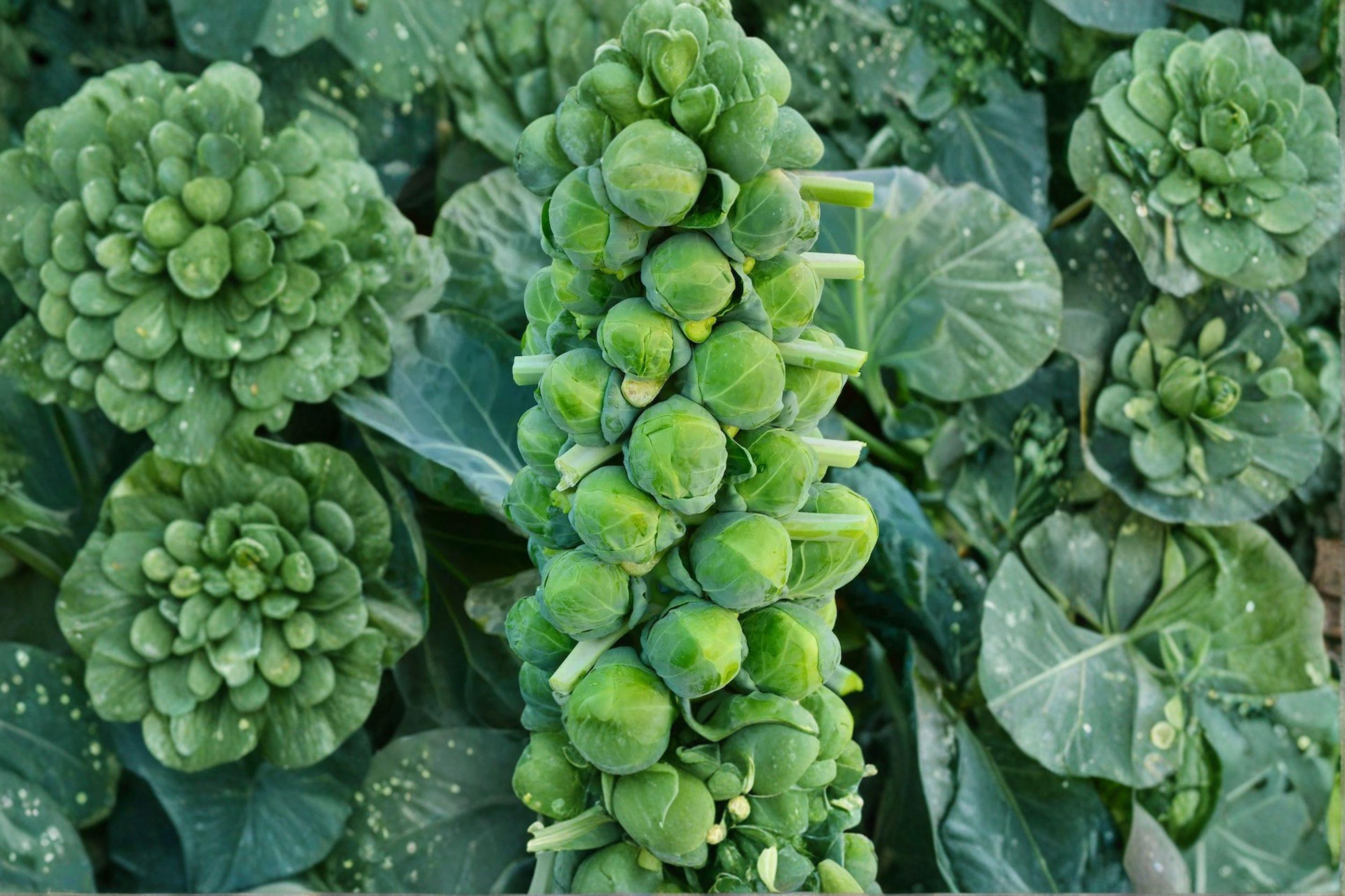 Brussels Sprouts – Catskill 250 Seeds | Cold-Hardy Heirloom | Compact Plants | Sweet Flavor After Frost