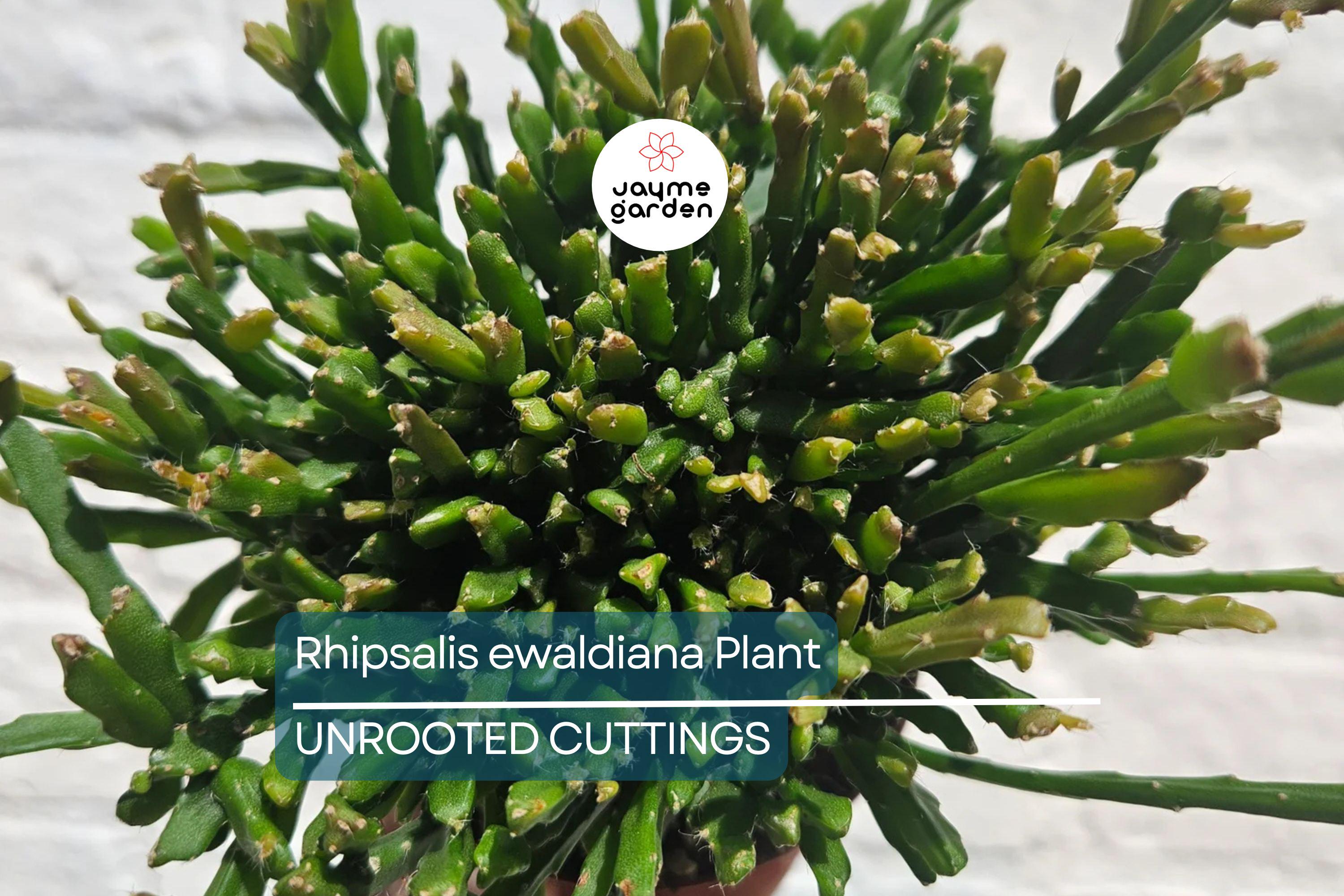 Rhipsalis ewaldiana - Rare Mistletoe Cactus Starter Plant, 3 1/4" Pot, Well-Rooted Cutting, Unique Jungle Cactus from Brazil