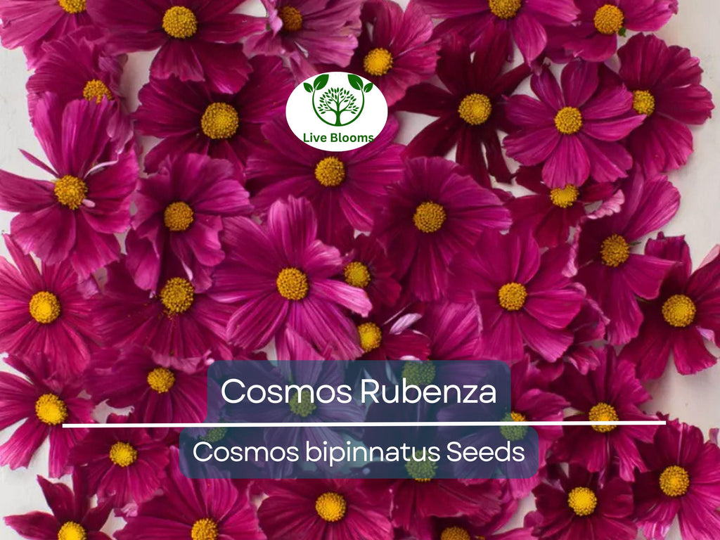 40 Seeds Cosmos ‘Rubenza’ – Dwarf Ruby Red Blooms – Cosmos bipinnatus – Non-GMO Annual for Pollinators, Butterflies, Easy Gardens