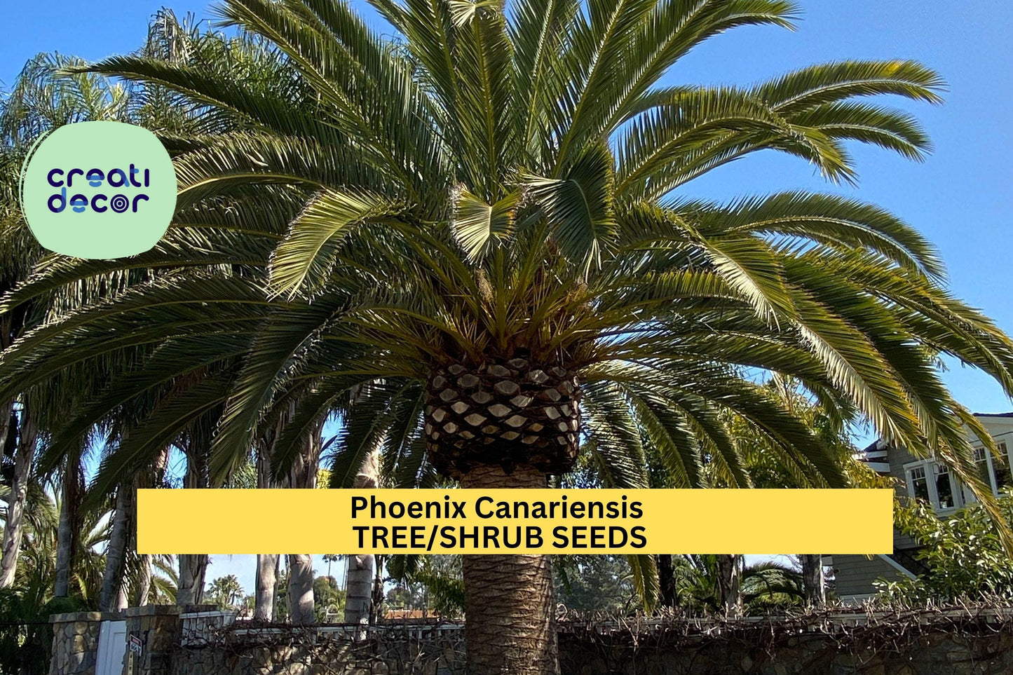 3pcs of 10seeds Phoenix canariensis – Canary Island Date Palm Seeds for Tropical Gardens, Pots, or Landscape Borders Seeds for Planting