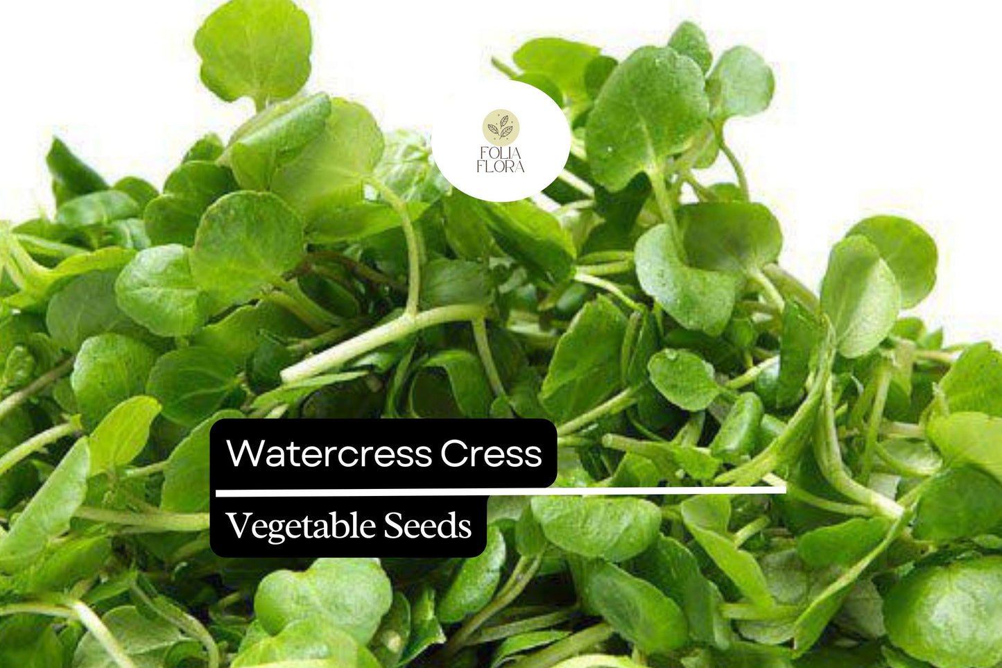 1000 Seeds Watercress Cress (Nasturtium officinale) – Nutrient-Packed Aquatic Green for Salads and Garnishes