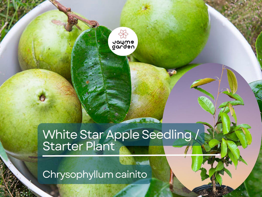 White Star Apple Starter Plant (Chrysophyllum cainito) - Live Caimito Fruit Tree 12″-24″ - Tropical, Sweet Fruit for Garden & Orchard