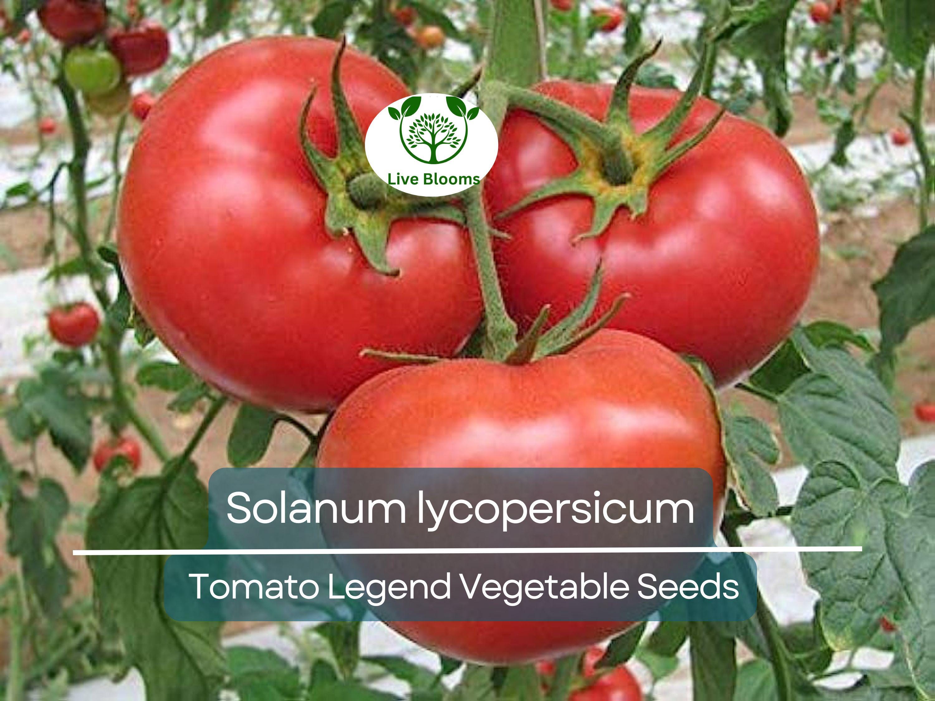 100 mg Seeds Tomato Legend – Solanum lycopersicum Vegetable for Planting | Disease-Resistant, Early-Maturing, Heirloom Variety