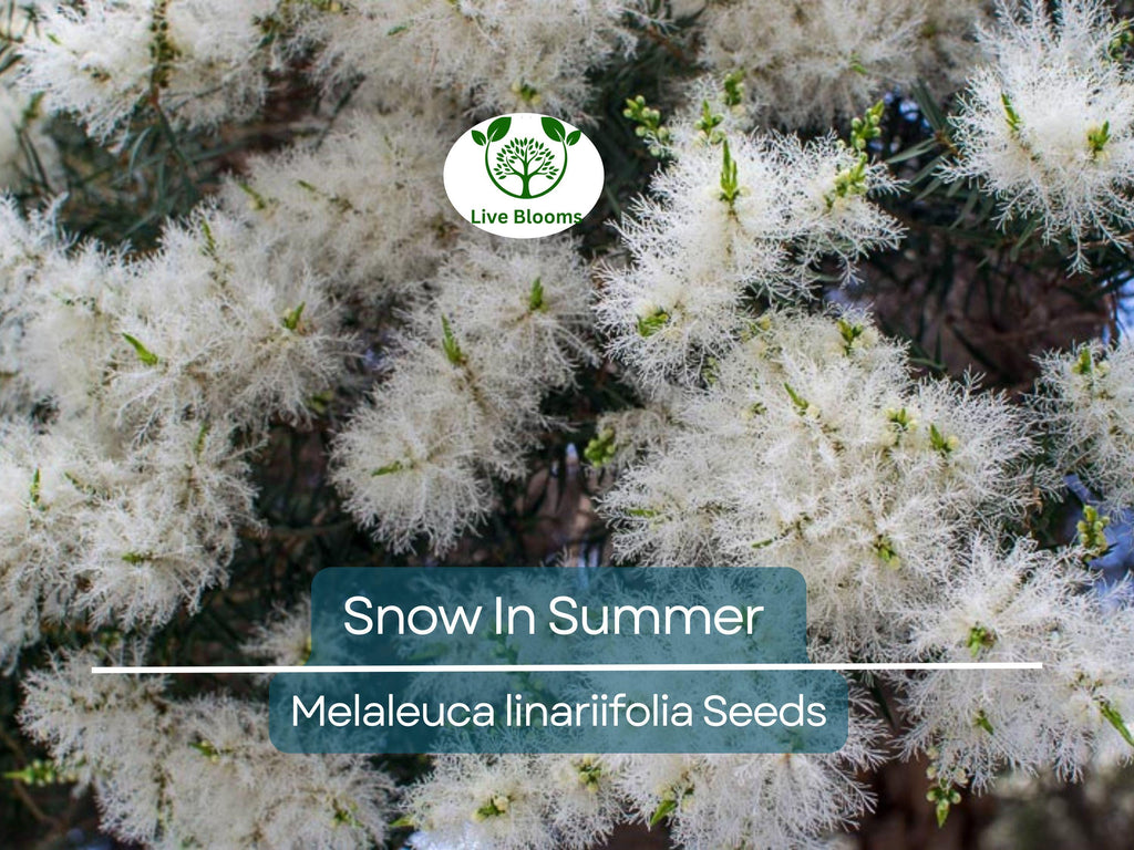 50 Snow In Summer Seeds (Melaleuca linariifolia) | Shrub | Fragrant & Hardy, Perfect for Gardens Aromatic
