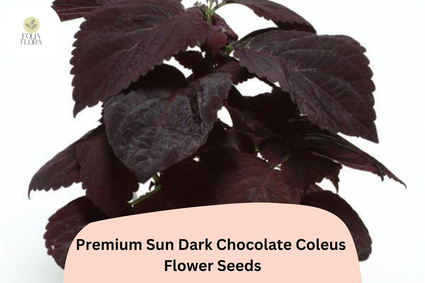 25+ Sun Dark Chocolate Coleus Seeds for Planting | Premium Shade Plant | Deep Brown Foliage Annual | Garden Bedding Seeds