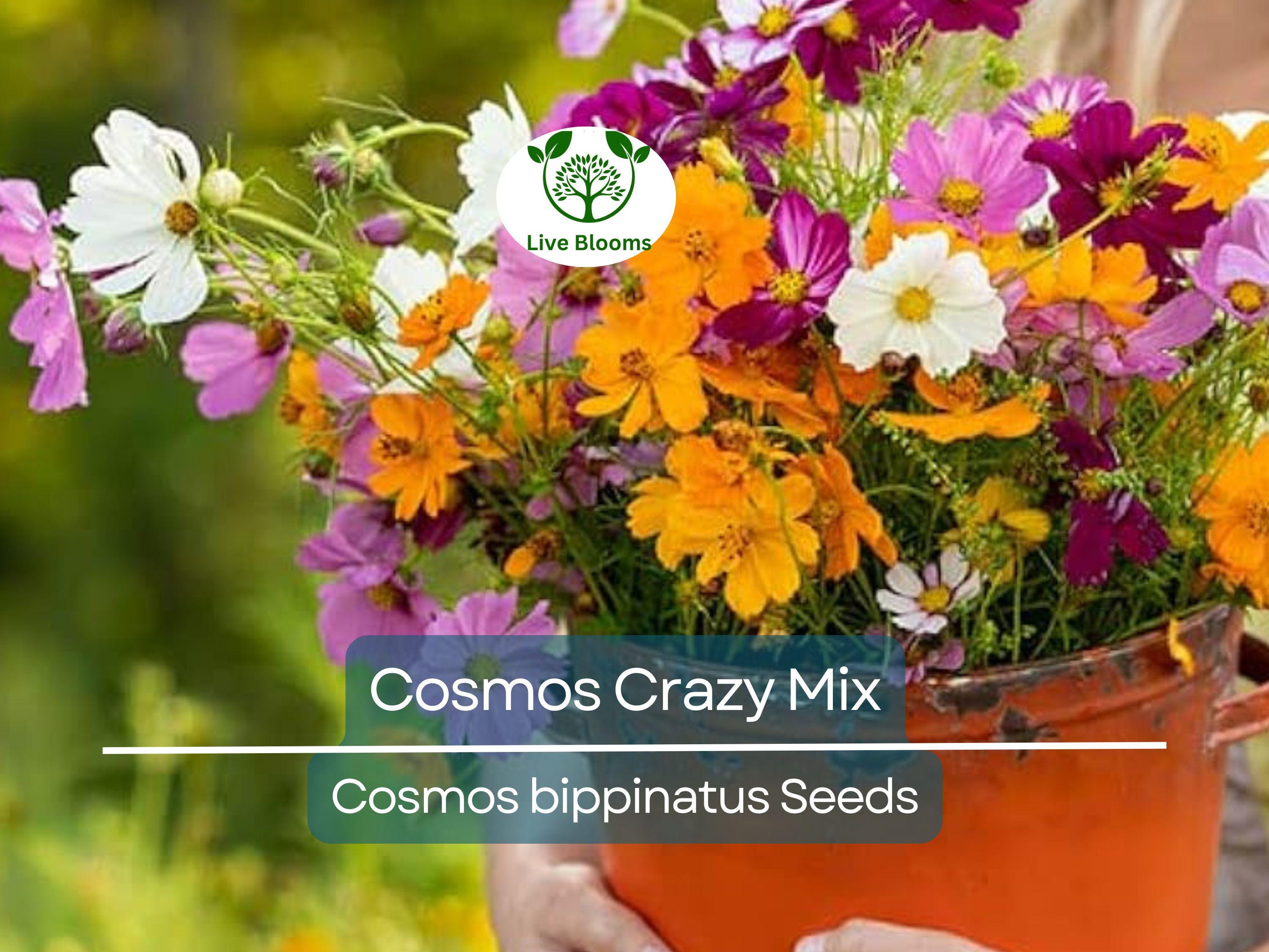 200 Seeds Cosmos Crazy for Cosmos Mix, Heirloom, Non-GMO, Attracts Pollinators, Loves Heat, Vibrant Garden Flowers, Easy to Grow Annuals