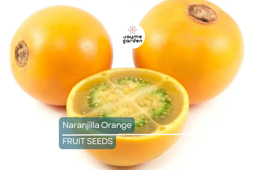 20 Naranjilla (Solanum quitoense) Seeds – Lulo Quito Orange Fruit Tree