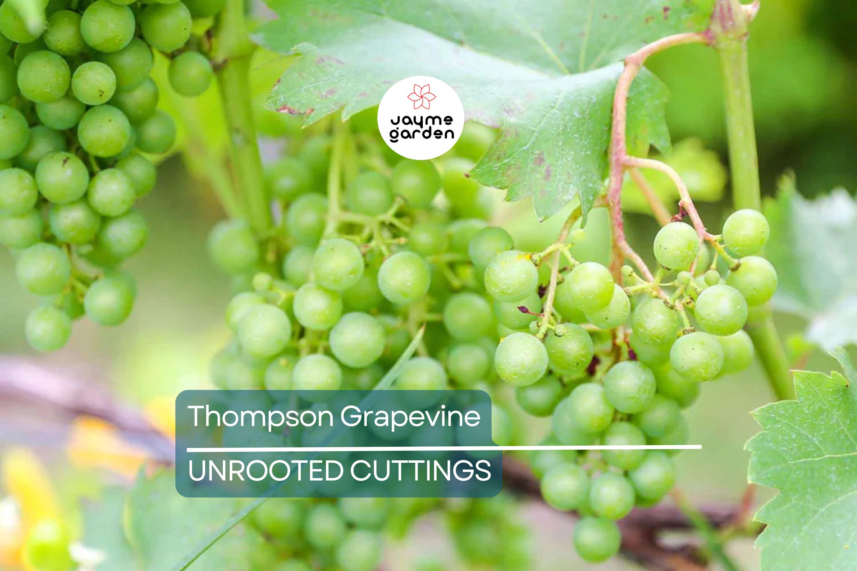 12 Thompson Seedless Grapevine Cuttings | Fresh & Rootable | Edible, Cold and Drought Resistant | Fast Growing Vines