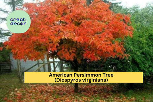 American Persimmon Tree (Diospyros virginiana) – Live Rooted Starter Plant – Hardy Native Fruit Tree for Home Orchard