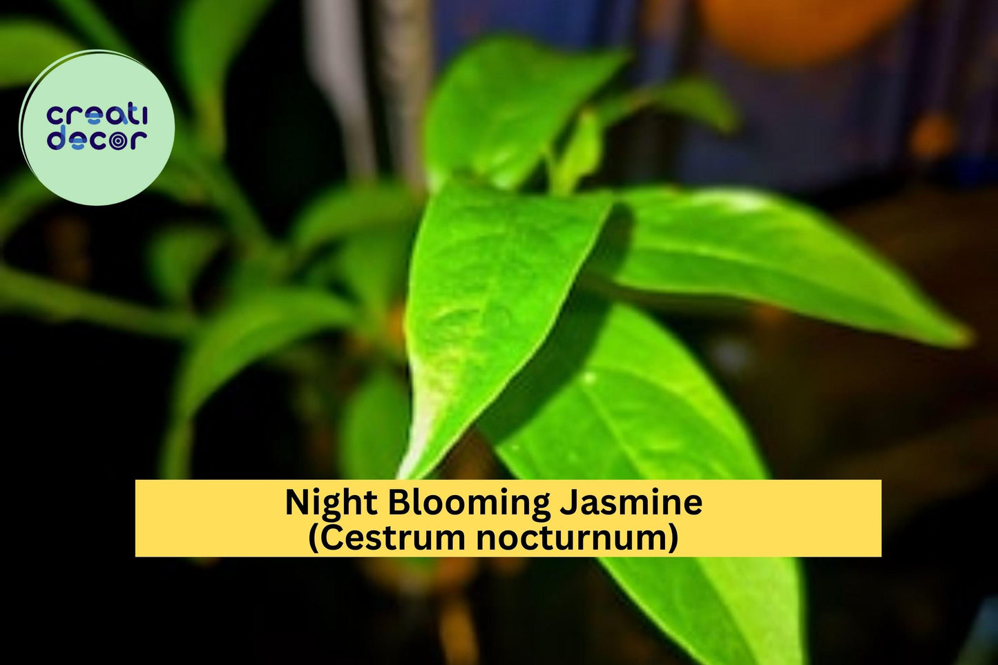 Night Blooming Jasmine Live Plant – Cestrum nocturnum – 10 Inch Fully Rooted Fragrant Flowering Shrub in Container