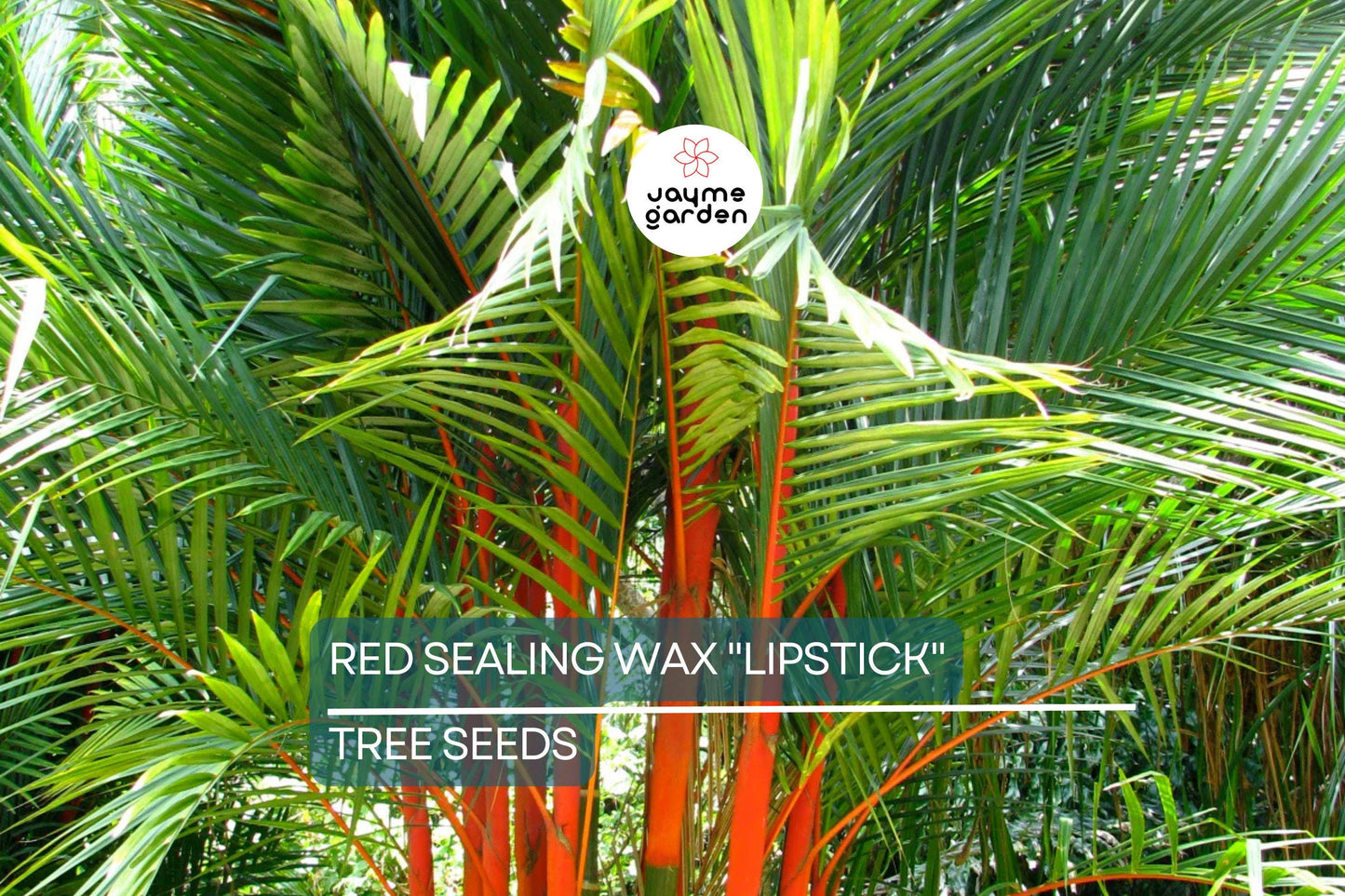 10 Red Sealing Wax "Lipstick" Palm Seeds – Cyrtostachys Renda, Rare Indoor Plant, Tropical Garden Palm