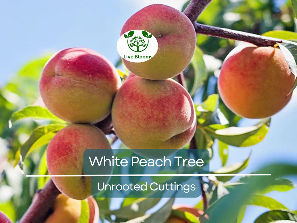 3PCS Juicy White Peach Tree 5-6" Unrooted Cuttings - Prunus persica, Delicious Fruit Tree for Propagation, Easy to Grow, Home Orchard Plant