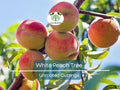 3PCS Juicy White Peach Tree 5-6" Unrooted Cuttings - Prunus persica, Delicious Fruit Tree for Propagation, Easy to Grow, Home Orchard Plant