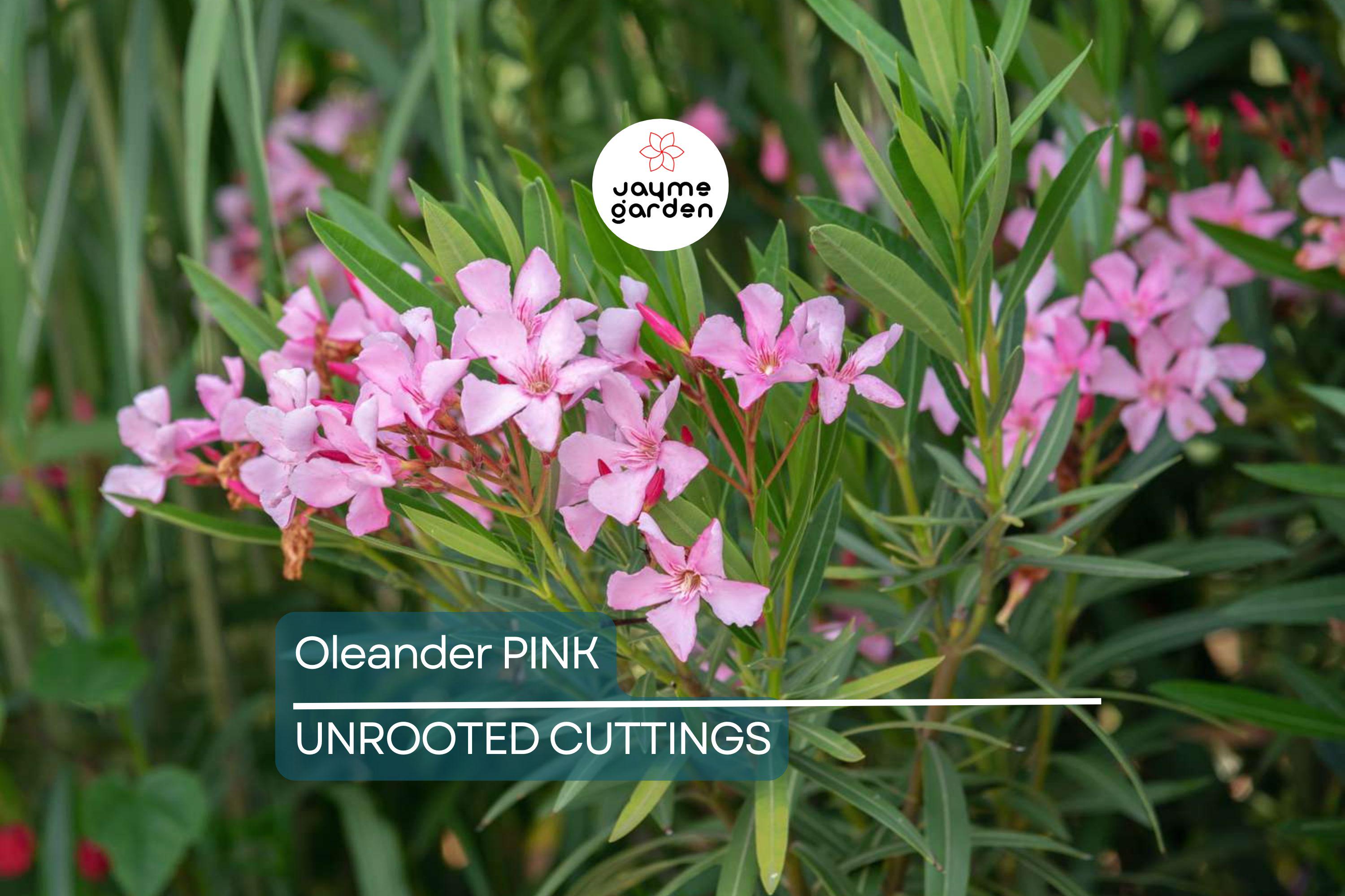 7 Oleander Pink Live Flower Cuttings | 7" Long | Fresh & Healthy | Easy to Root | Ready for Propagation | Organic Plant Cuttings