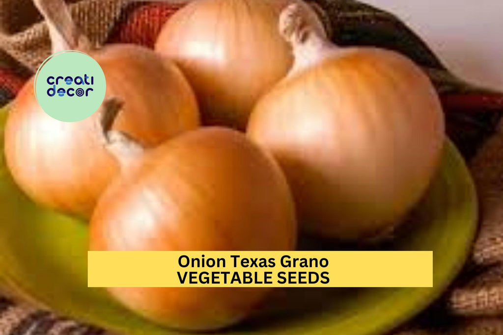 3pcs of 250mg Onion Texas Grano 502 Seeds – Sweet Yellow Onion Vegetable Seeds for Planting–Mild, Large Bulbs Home Garden Seeds for Planting