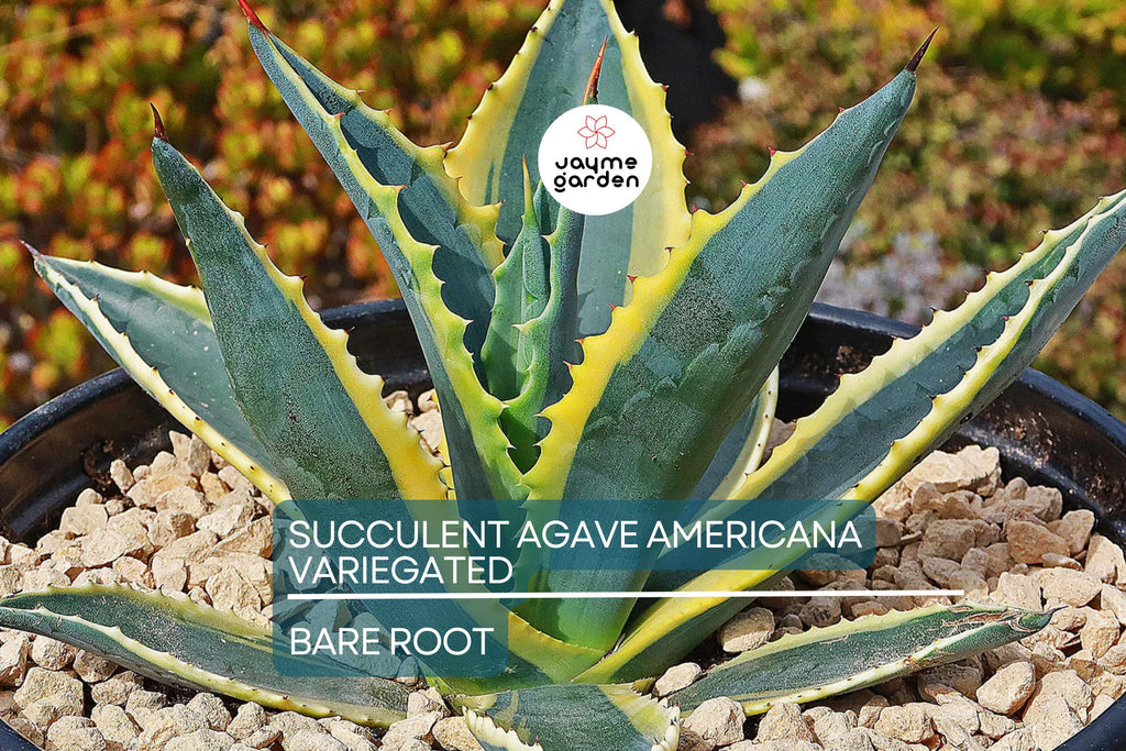 Variegated Agave Americana Century Plant – 6-12” Live Succulent, Green & Yellow