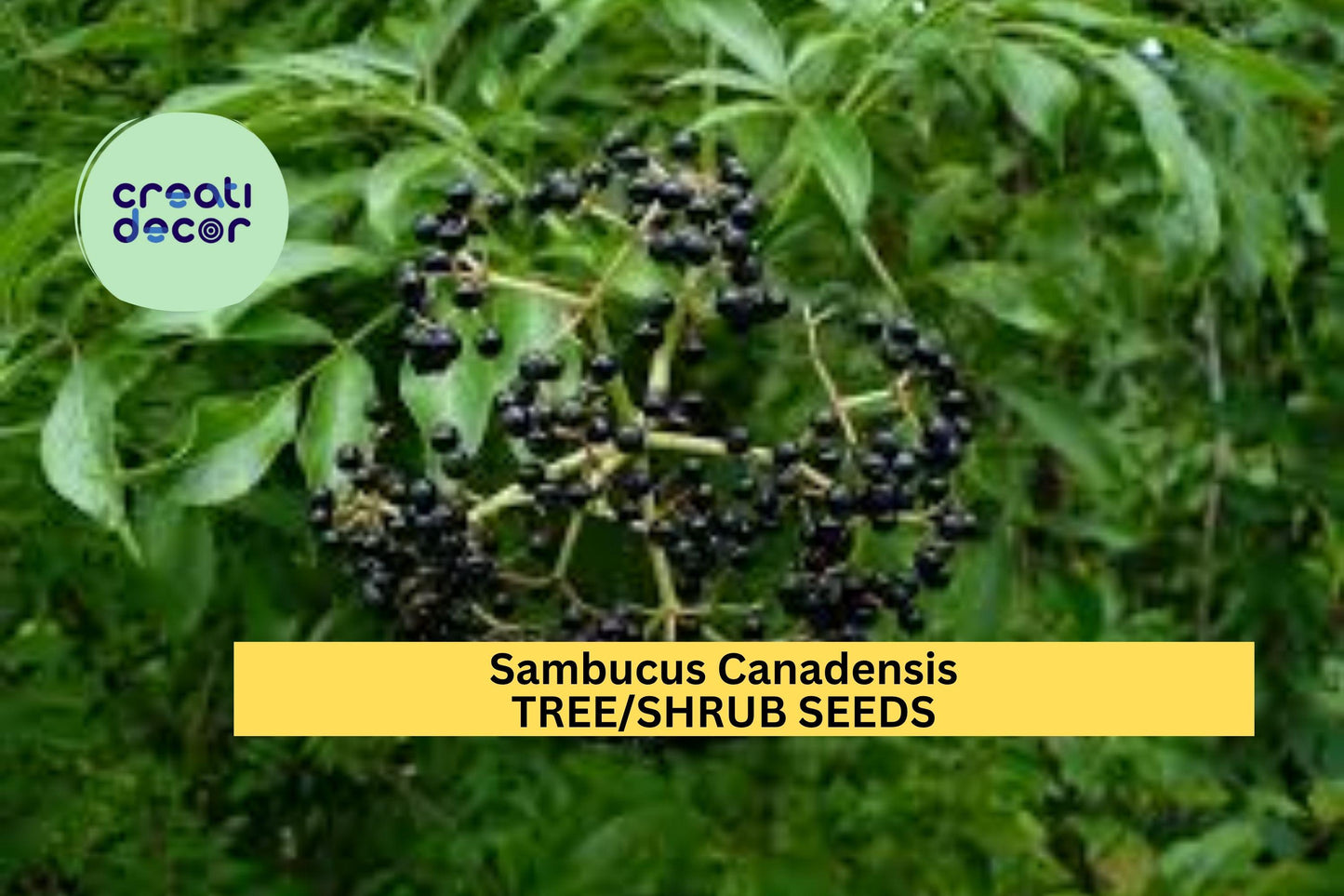 100 American Elderberry Seeds (Sambucus canadensis) – Native Shrub for Hedges, Wildlife Habitat, and Ornamental Landscaping