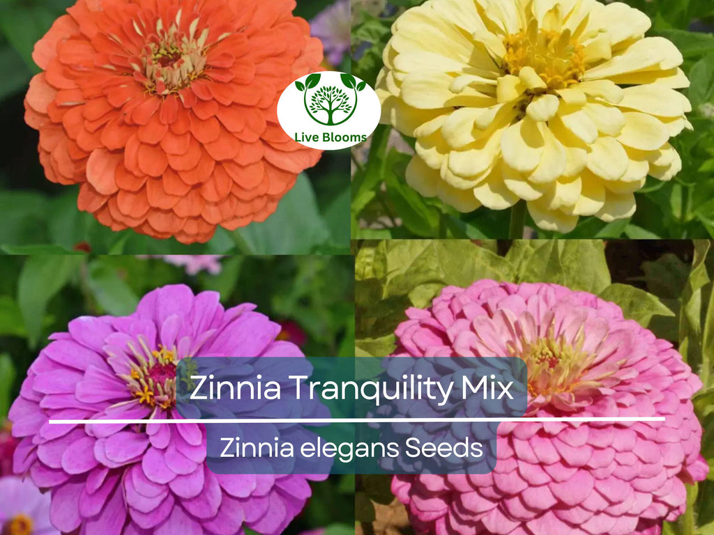 100 Seeds Zinnia Tranquility Mix (Zinnia elegans) Double Cut Flowers for Butterflies & Hummingbirds, Vibrant Garden Blooms
