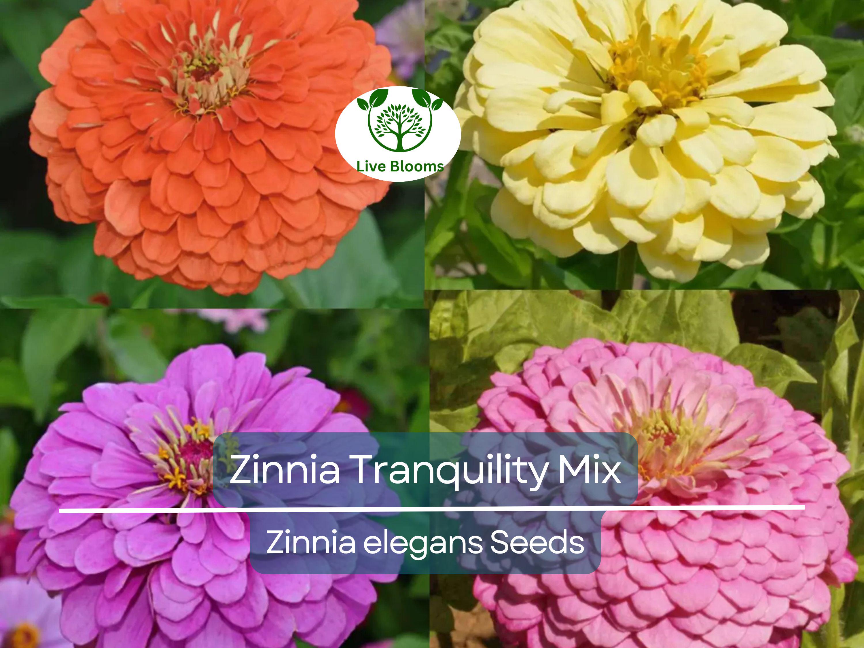 100 Seeds Zinnia Tranquility Mix (Zinnia elegans) Double Cut Flowers for Butterflies & Hummingbirds, Vibrant Garden Blooms
