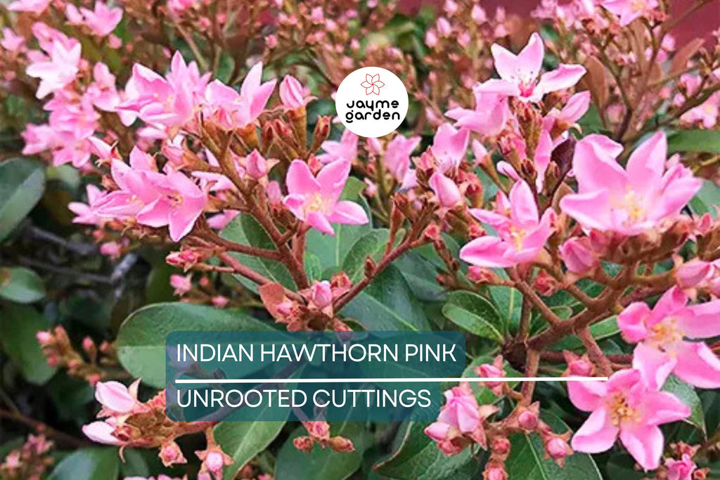 Indian Hawthorne Pink Dancer Cuttings - 7 Live 6" Flowering Shrubs, Evergreen, Fast-Growing, USDA Zones 7-11